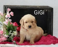 Gigi, a female Golden Retriever for sale in Loyal, WI – 4 of 4