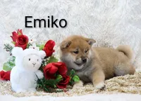 Emiko, a male Shiba Inu for sale in Loyal, WI – Photo 2 of 7