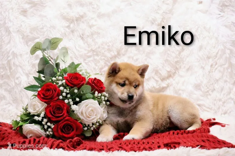 Emiko – Shiba Inu puppy for sale in Loyal, WI