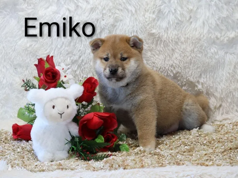Emiko – Shiba Inu puppy for sale in Loyal, WI