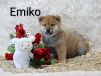 Emiko, a male Shiba Inu for sale in Loyal, WI – Photo 1 of 7