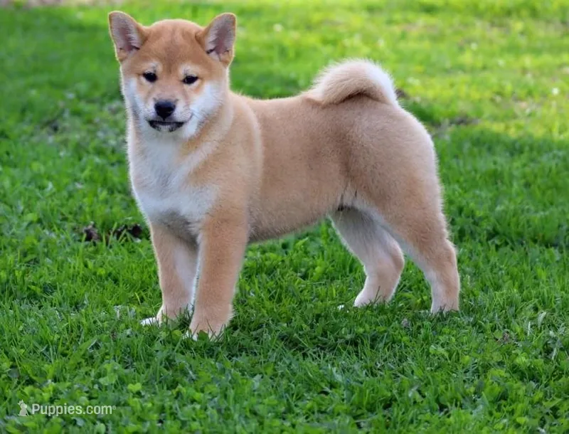Emiko – Shiba Inu puppy for sale in Loyal, WI