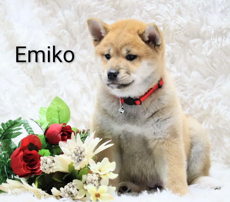 Emiko – Shiba Inu puppy for sale in Loyal, WI