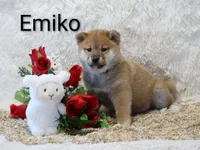 Emiko, a male Shiba Inu for sale in Loyal, WI – Photo 3 of 7