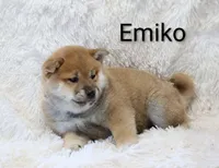 Emiko, a male Shiba Inu for sale in Loyal, WI – Photo 5 of 7
