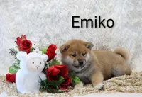 Emiko, a male Shiba Inu for sale in Loyal, WI – Photo 4 of 7