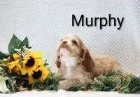 Murphy, a male Cocker Spaniel for sale in Loyal, WI – 2 of 7