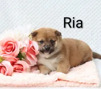 Ria, a female Shiba Inu for sale in Loyal, WI – 2 of 5