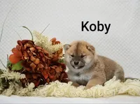 Koby, a male Shiba Inu for sale in Loyal, WI – 1 of 6