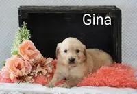 Gina, a female Golden Retriever for sale in Loyal, WI – 2 of 5