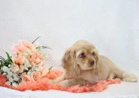 Mylie, a female Cocker Spaniel for sale in Loyal, WI – 4 of 6