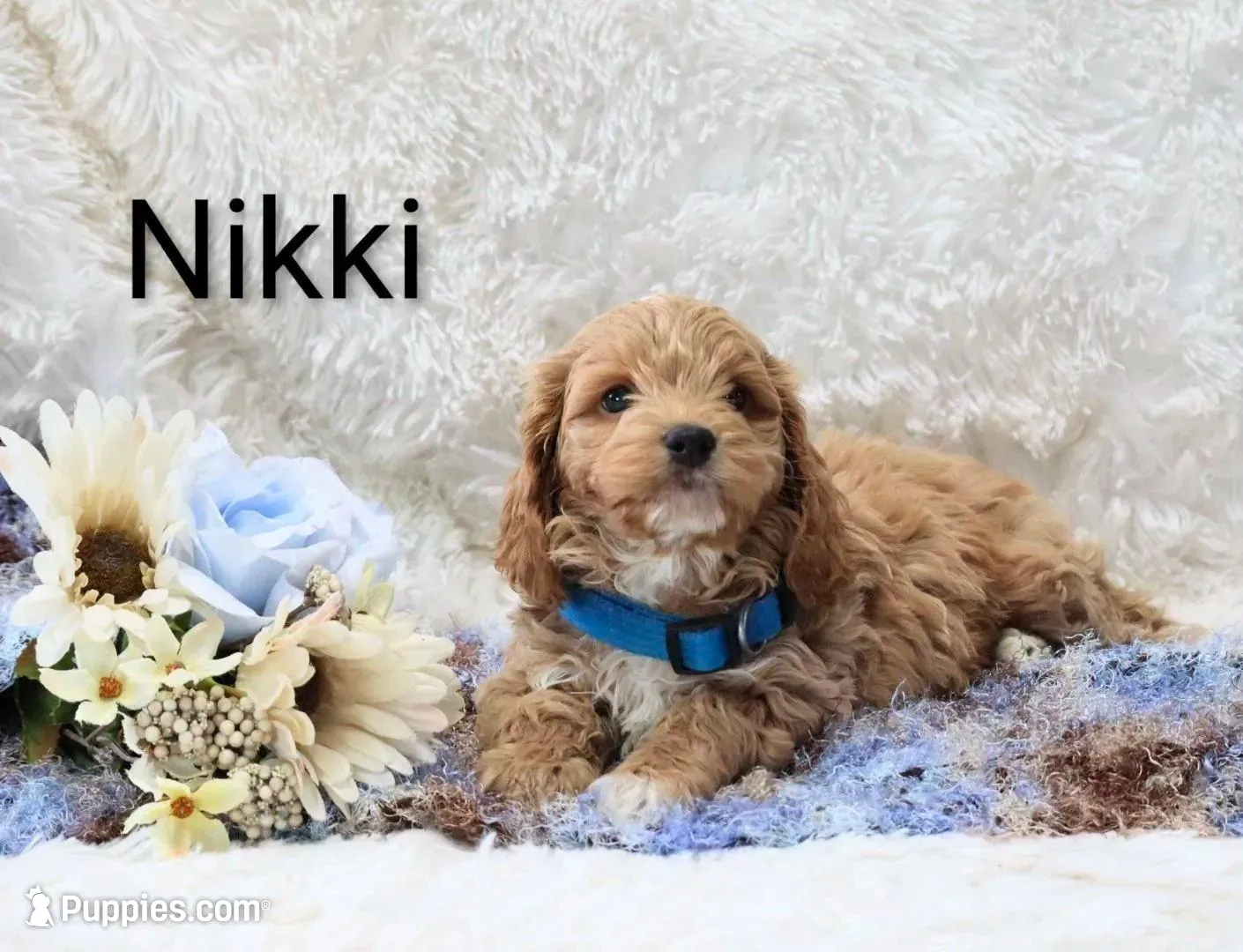 Nikki – Cockapoo puppy for sale in Loyal, WI