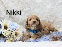 Nikki, a male Cockapoo for sale in Loyal, WI – Photo 5 of 5