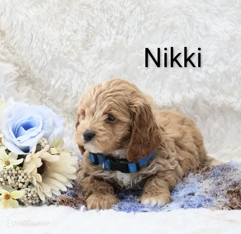 Nikki – Cockapoo puppy for sale in Loyal, WI