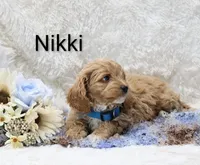 Nikki, a male Cockapoo for sale in Loyal, WI – Photo 4 of 5