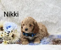 Nikki, a male Cockapoo for sale in Loyal, WI – Photo 3 of 5