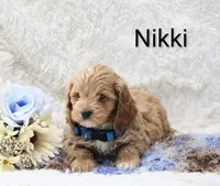 Nikki, a male Cockapoo for sale in Loyal, WI – Photo 2 of 5