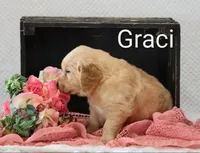 Graci , a female Golden Retriever for sale in Loyal, WI – 5 of 5