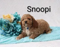 Snoopi, a male Cockapoo for sale in Loyal, WI – 2 of 4