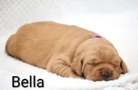 Bella, a female Golden Retriever for sale in Loyal, WI – 2 of 3