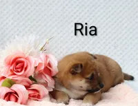 Ria, a female Shiba Inu for sale in Loyal, WI – 3 of 5
