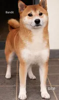 Kandi, a female Shiba Inu for sale in Loyal, WI – 6 of 6