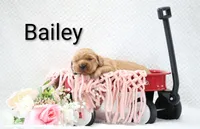 Bailey , a female Golden Retriever for sale in Loyal, WI – 3 of 3