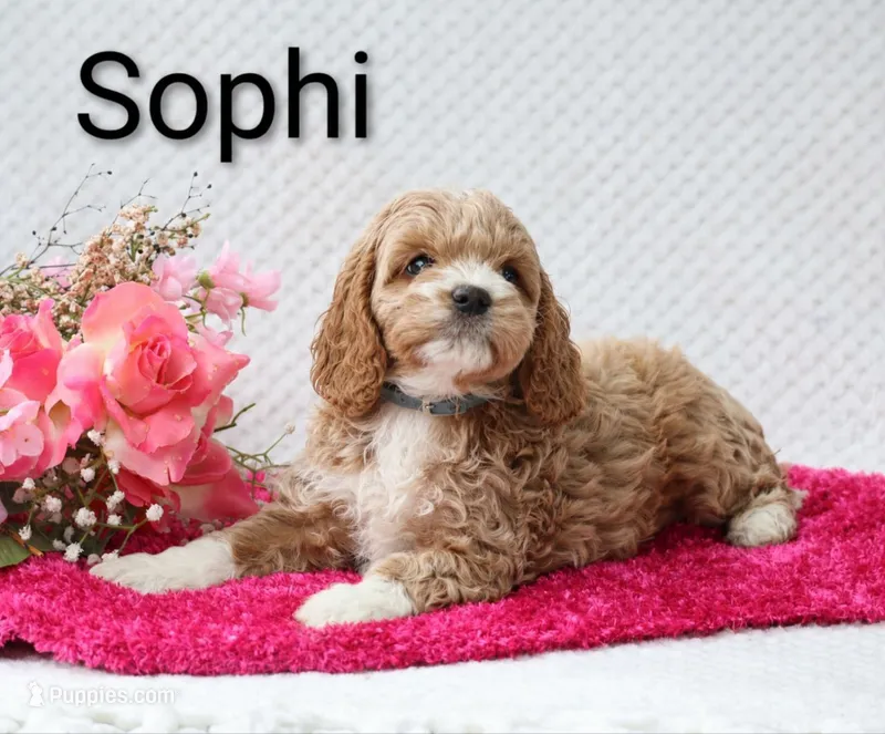 Sophi – Cockapoo puppy for sale in Loyal, WI