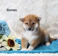 Romeo, a male Shiba Inu for sale in Loyal, WI – Photo 1 of 6