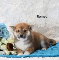 Romeo, a male Shiba Inu for sale in Loyal, WI – Photo 2 of 6