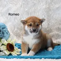Romeo, a male Shiba Inu for sale in Loyal, WI – Photo 3 of 6