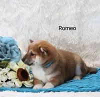 Romeo, a male Shiba Inu for sale in Loyal, WI – Photo 4 of 6