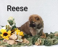 Reese, a male Shiba Inu for sale in Loyal, WI – 5 of 6