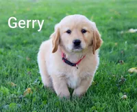 Gerry, a male Golden Retriever for sale in Loyal, WI – 9 of 10