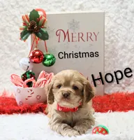 Hope, a female Cocker Spaniel for sale in Loyal, WI – Photo 1 of 6