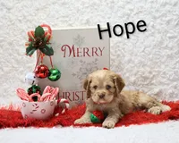Hope, a female Cocker Spaniel for sale in Loyal, WI – Photo 2 of 6