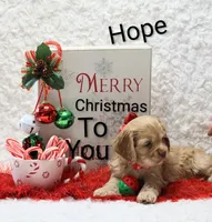 Hope, a female Cocker Spaniel for sale in Loyal, WI – Photo 6 of 6