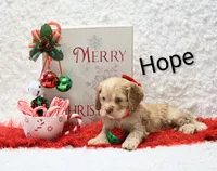 Hope, a female Cocker Spaniel for sale in Loyal, WI – Photo 5 of 6