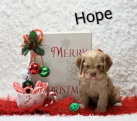 Hope, a female Cocker Spaniel for sale in Loyal, WI – Photo 4 of 6