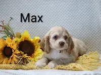 Max, a male Cocker Spaniel for sale in Loyal, WI – 3 of 6