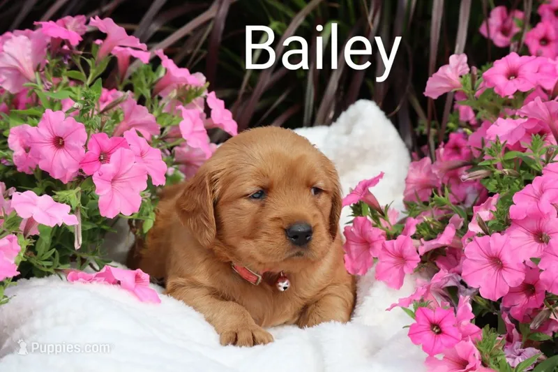 AKC Bailey  – Golden Retriever puppy for sale in Loyal, WI