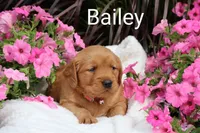 AKC Bailey , a female Golden Retriever for sale in Loyal, WI – 1 of 7
