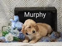 AKC Murphy, a male Golden Retriever for sale in Loyal, WI – 4 of 4