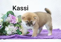 Kassi, a female Shiba Inu for sale in Loyal, WI – 3 of 7