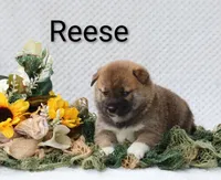 Reese, a male Shiba Inu for sale in Loyal, WI – 3 of 6