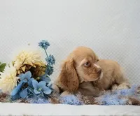 Marcell, a male Cocker Spaniel for sale in Loyal, WI – 5 of 7