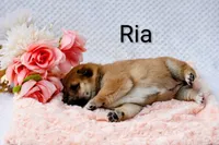 Ria, a female Shiba Inu for sale in Loyal, WI – 5 of 5