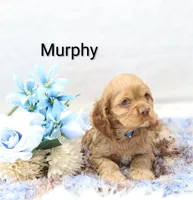 Murphy , a male Cocker Spaniel for sale in Loyal, WI – Photo 6 of 7