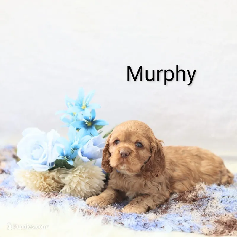 Murphy 
