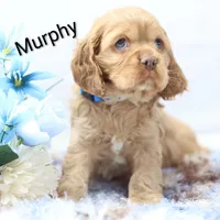 Murphy , a male Cocker Spaniel for sale in Loyal, WI – Photo 3 of 7